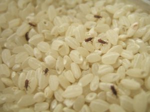 お米に発生する3大害虫はこいつらだ 発生させないためにもお米は冷蔵庫で保存を 株式会社ヒダカラ