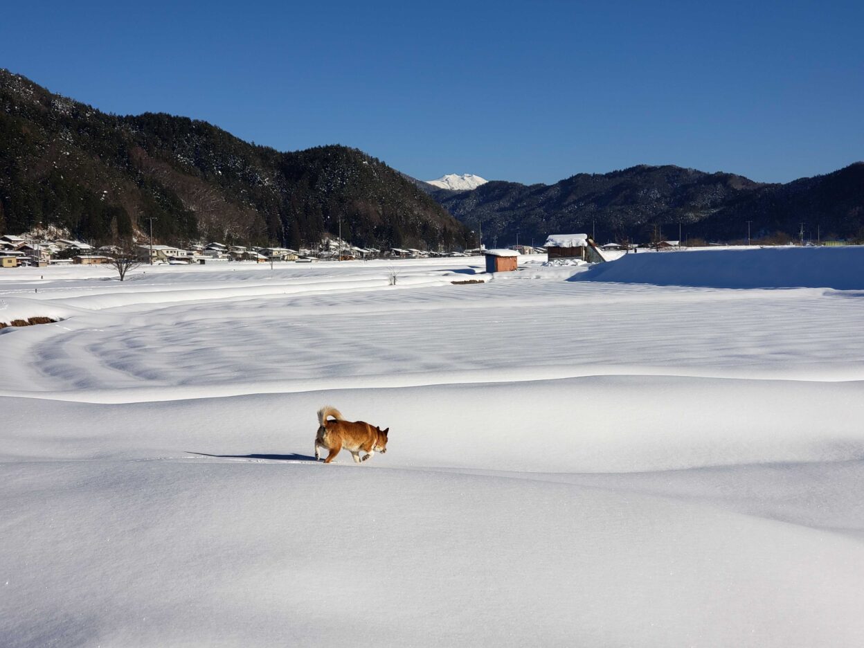 山間の町で積もった雪の上を歩く犬